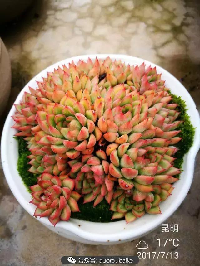 苔藓与多肉,多肉与苔藓的巧妙组合