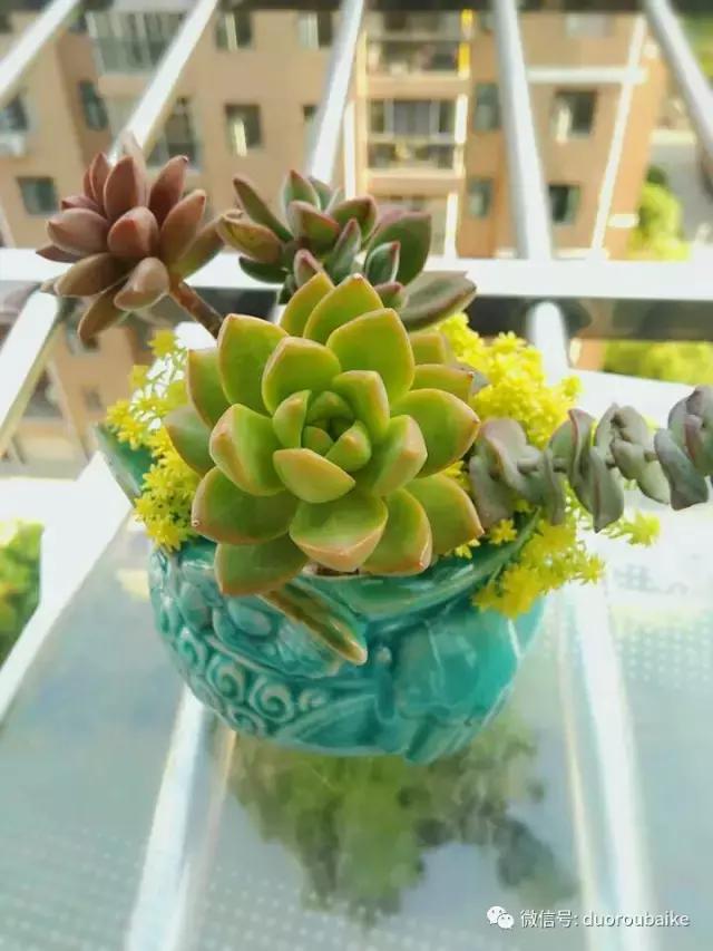 遇见多肉作品,和多肉邂逅的时光