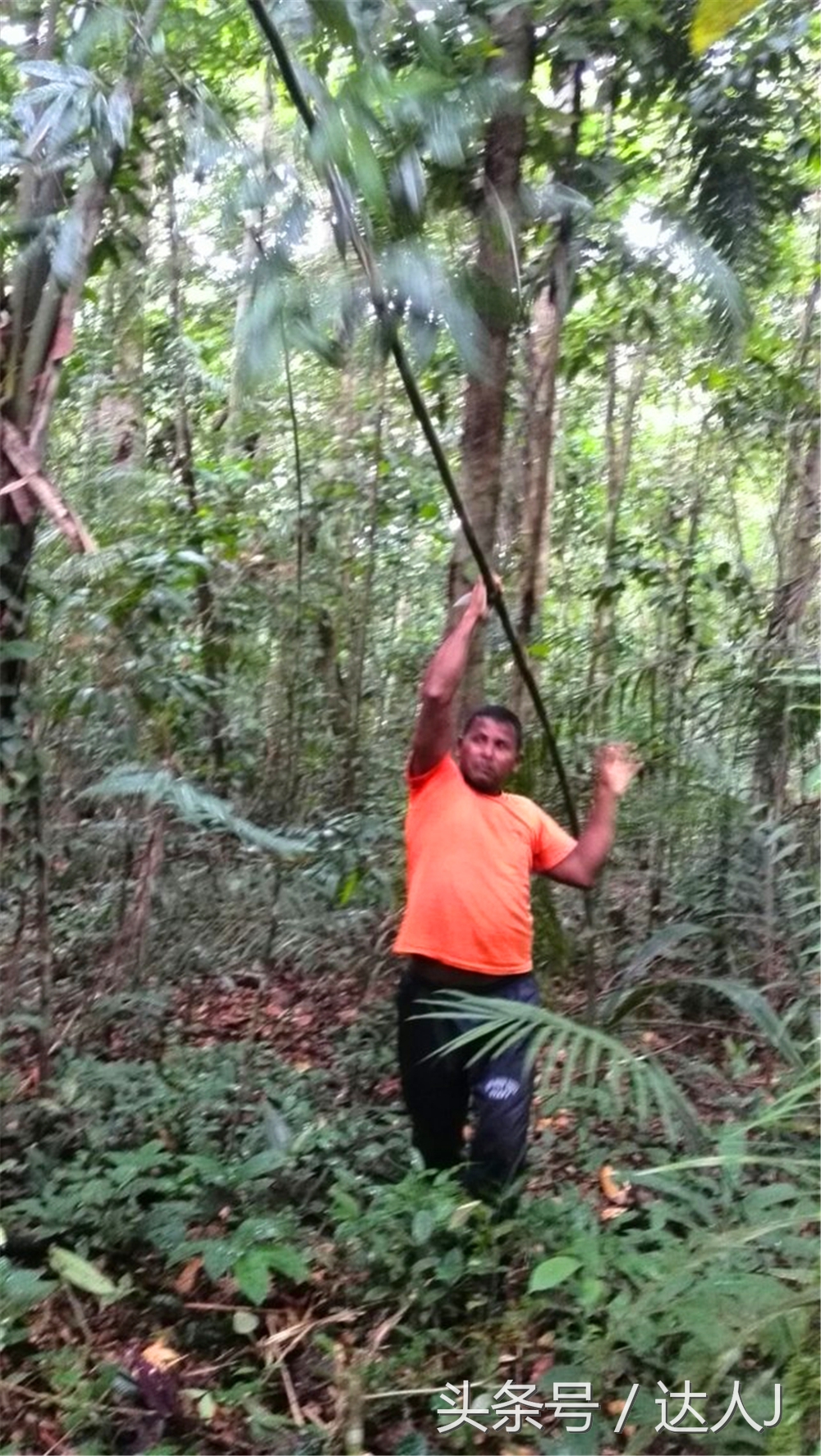 从亚马逊雨林到安纳托,最靠近亚马逊丛林的城市