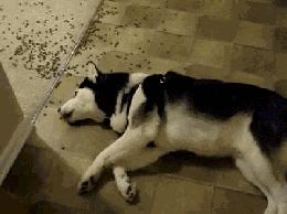 听说你不开心,听说你不开心沙雕片段