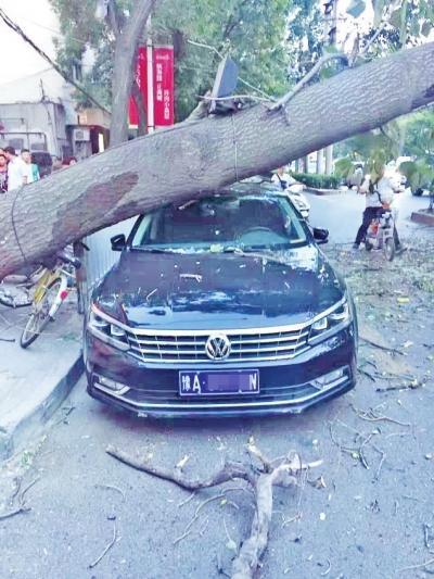 车在小区被树砸了谁来赔,轿车被树砸有保险吗