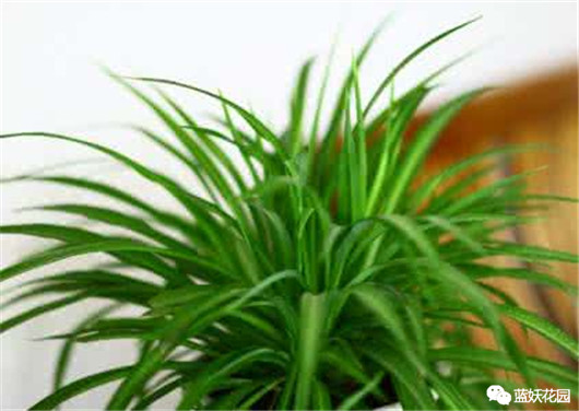 发财树的栽培与君子兰管理,发财树和君子兰可以放在阳光下吗