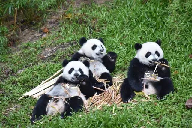 长隆攻略广州长隆欢乐世界攻略,广州长隆最全游玩攻略及费用