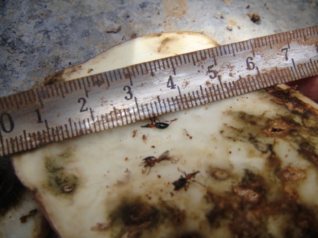 小时候奶奶跟我说这是甘薯“有风”很难吃,现在才知道这个小东西为害的