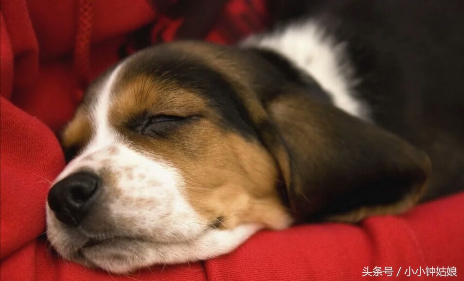 盐水能治狗狗皮肤瘙痒吗,狗狗皮肤溃烂瘙痒怎么治疗