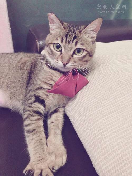 猫踩奶科普,猫在主人身上踩奶是什么意思