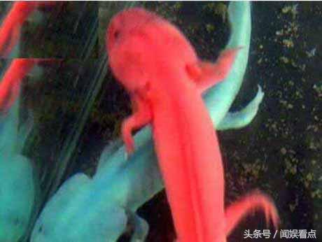 比六角龙鱼好养的宠物,六角龙鱼太可爱了