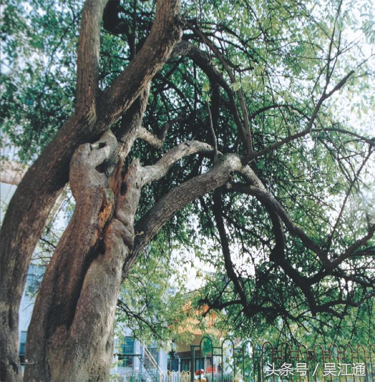 从雷尊殿小学堂到实验小学，看看这座小学一百多年的发展历史