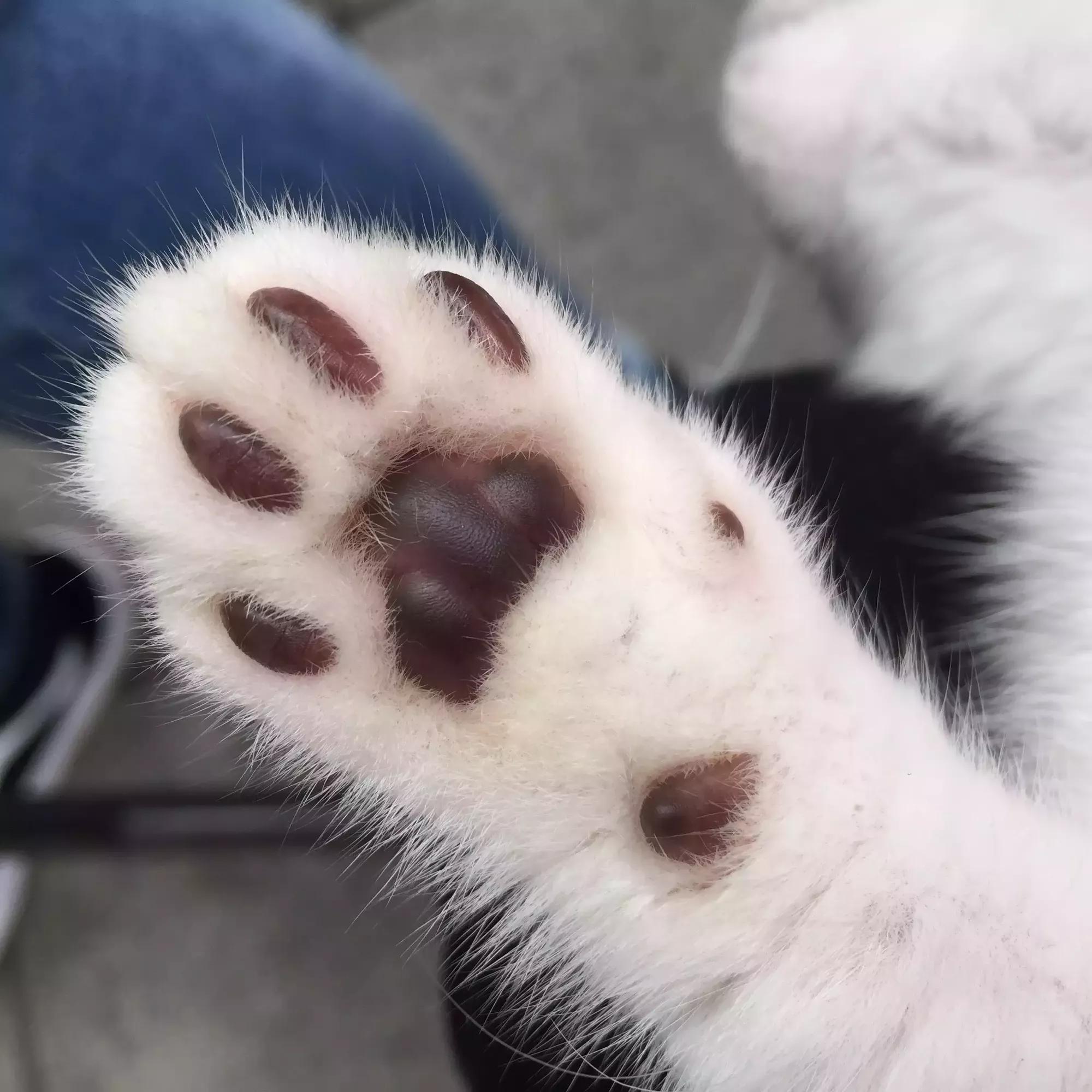 猫爪肉球形状判断猫咪性格,猫咪肉球颜色决定猫咪性格