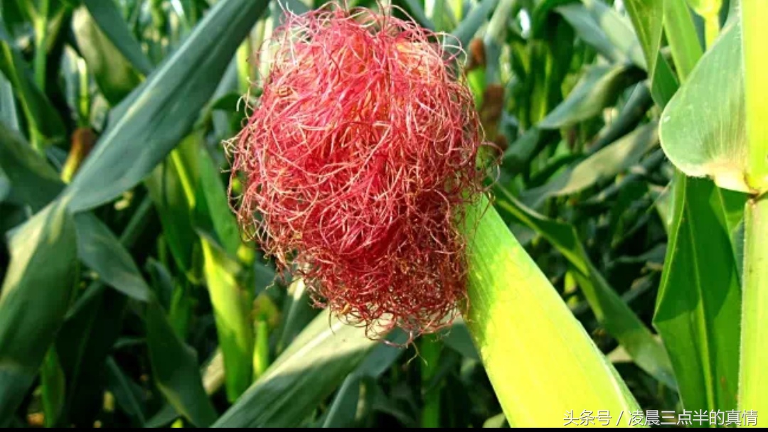 脂肪的克星10种食物让你越吃越瘦,是脂肪克星的4种食物