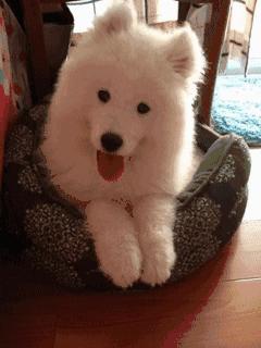 猫咪眼睑内翻解决办法,猫咪下眼睫毛内翻割眼皮后闭不上