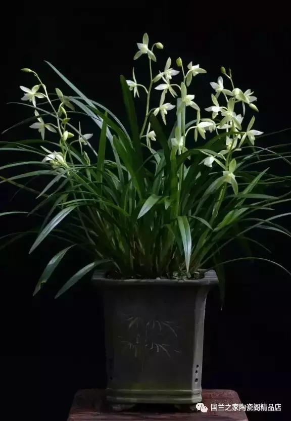 春兰和蕙兰莲瓣,蕙兰带花苞的兰花怎样上盆