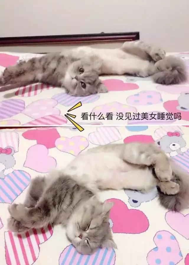 猫咪睡姿大作战,猫咪大字型睡姿图片