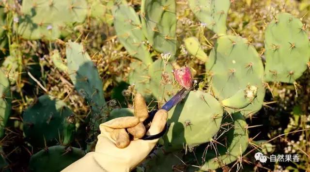 你不知道的仙剑三花絮,你不知道的仙品
