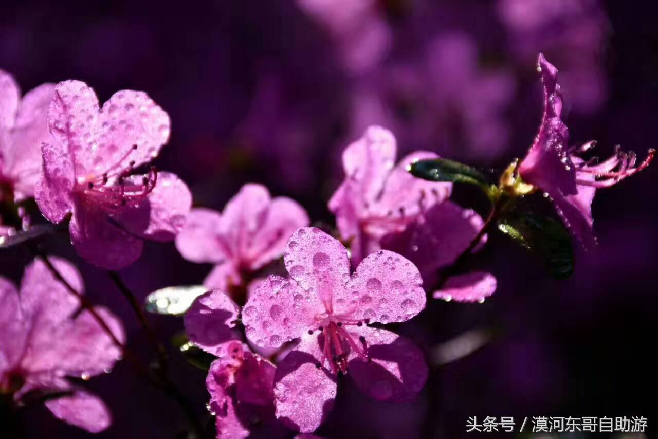 漠河市旅游包车攻略,漠河旅游包车哪里最便宜