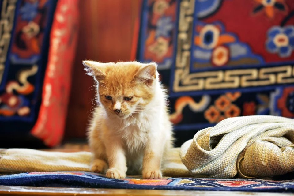 成都热天去哪里旅游最好,成都这么热的天气可以去哪里玩