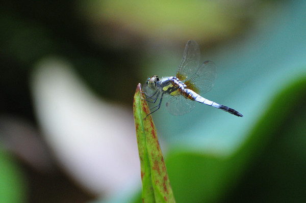贵阳赏荷,贵阳荷花拍照打卡点