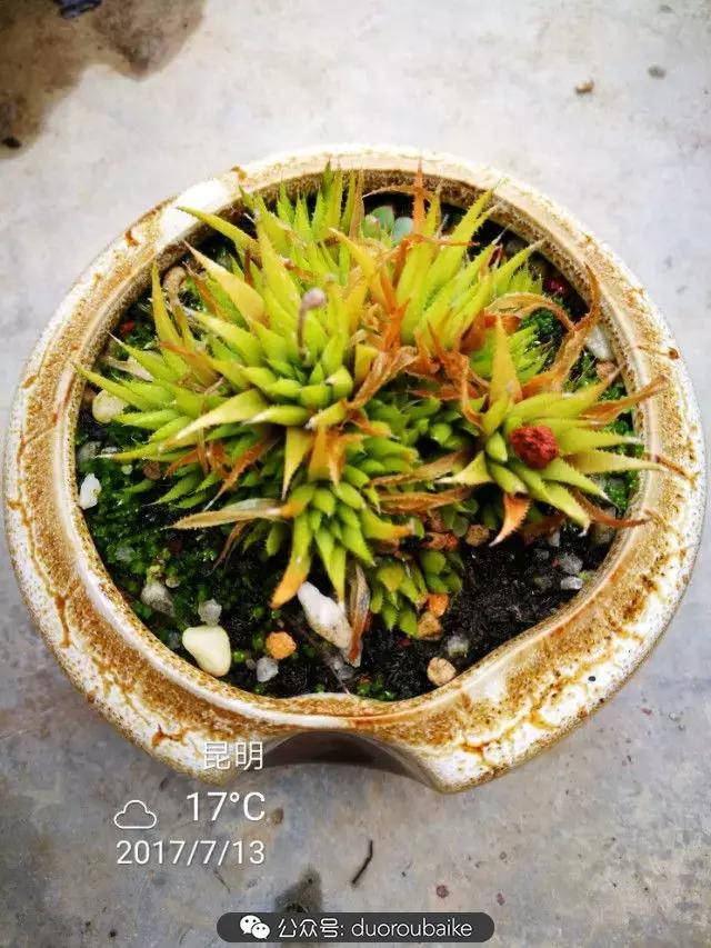 苔藓与多肉,多肉与苔藓的巧妙组合