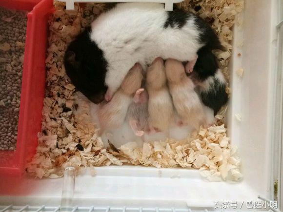 网友的仓鼠繁殖能力惊人,送完一窝,又来一窝,快要养不起了