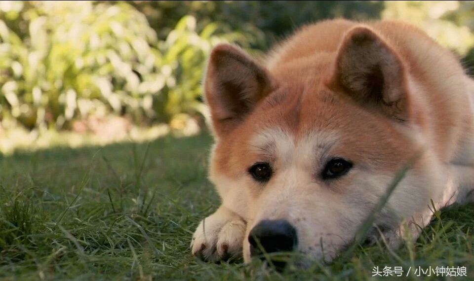 盐水能治狗狗皮肤瘙痒吗,狗狗皮肤溃烂瘙痒怎么治疗