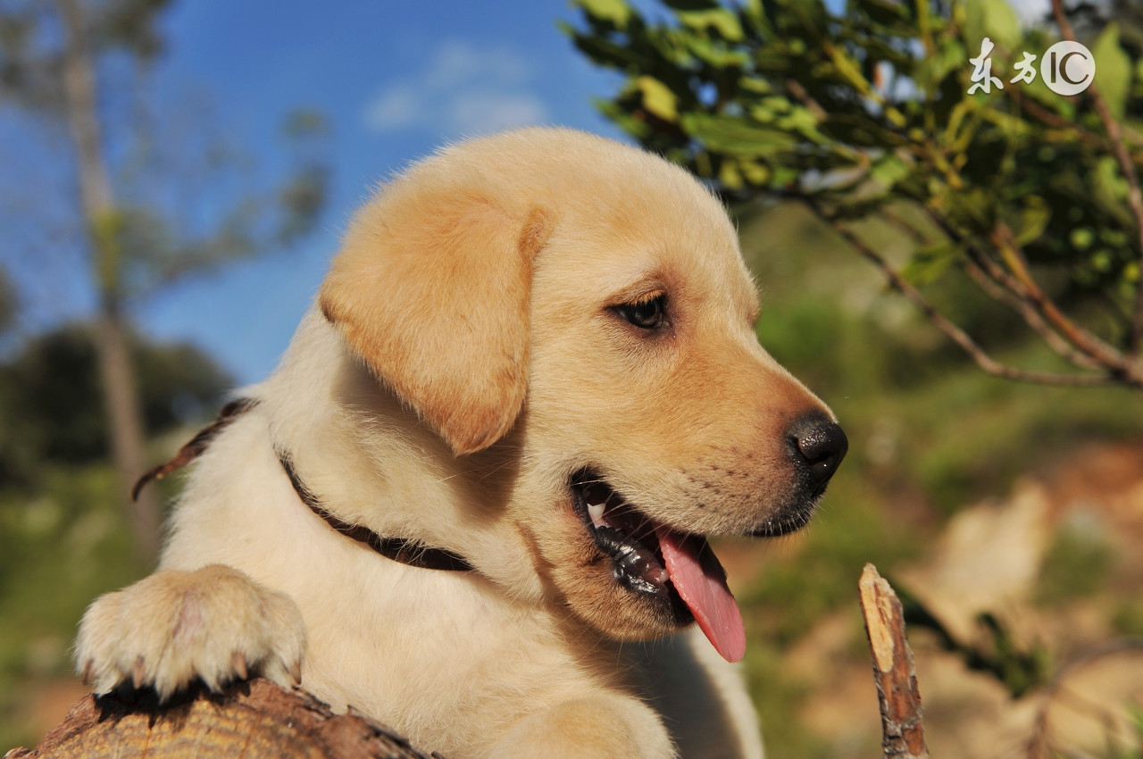 解决金毛狗狗便秘的方法,金毛幼犬便秘有什么症状