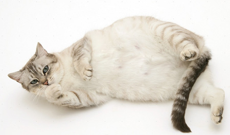 猫咪怀孕生产用什么消毒,猫咪怀孕产前护理