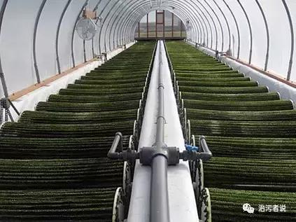 生物藻污水处理,绿藻能处理污水吗