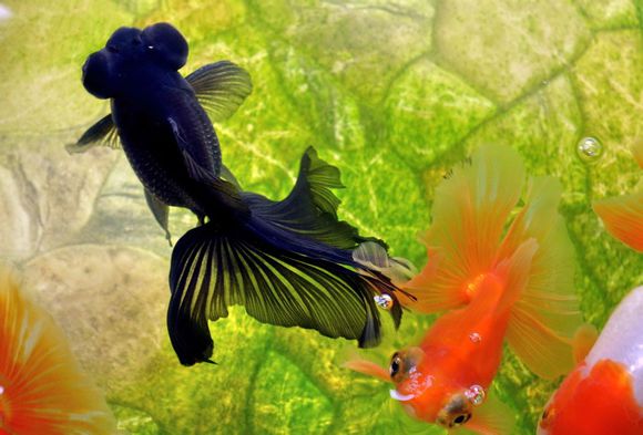 金鱼体色变化的原因,金鱼保色方法