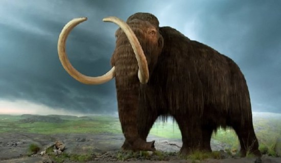 关于猛犸象灭绝的几种推测,猛犸象是不是在1000年前灭绝了