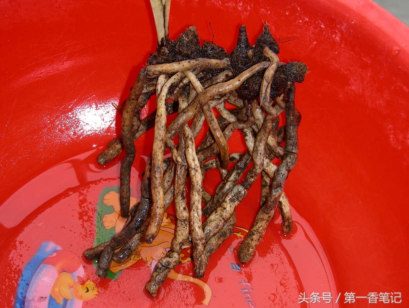 颗粒植料上盆养兰视频,滇西养兰人讲兰花上盆