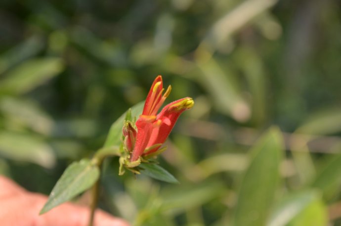 医生提醒：酒精性脂肪肝易得也易好，坚持做好4个就能恢复！