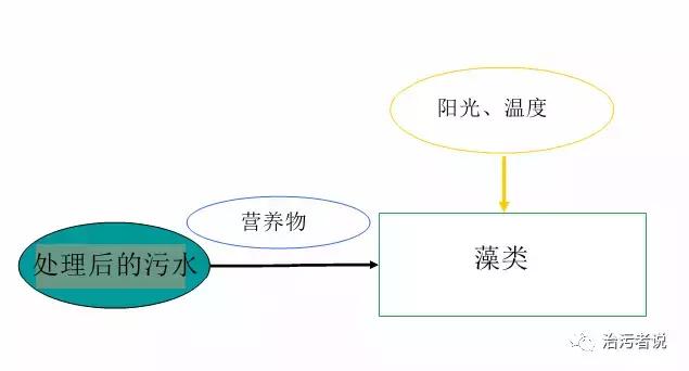 生物藻污水处理,绿藻能处理污水吗