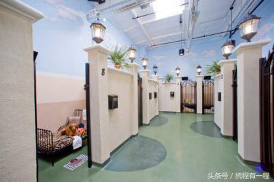 王思聪可以带狗上飞机吗 (王思聪飞机可以带狗吗)