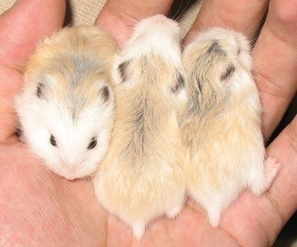 仓鼠肚皮湿湿的中暑了怎么办,仓鼠晒太阳中暑了能喝盐水吗