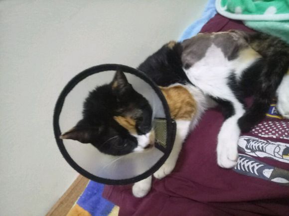 猫咪摔下七楼一瘸一拐状态很好,猫咪不慎从高楼坠落