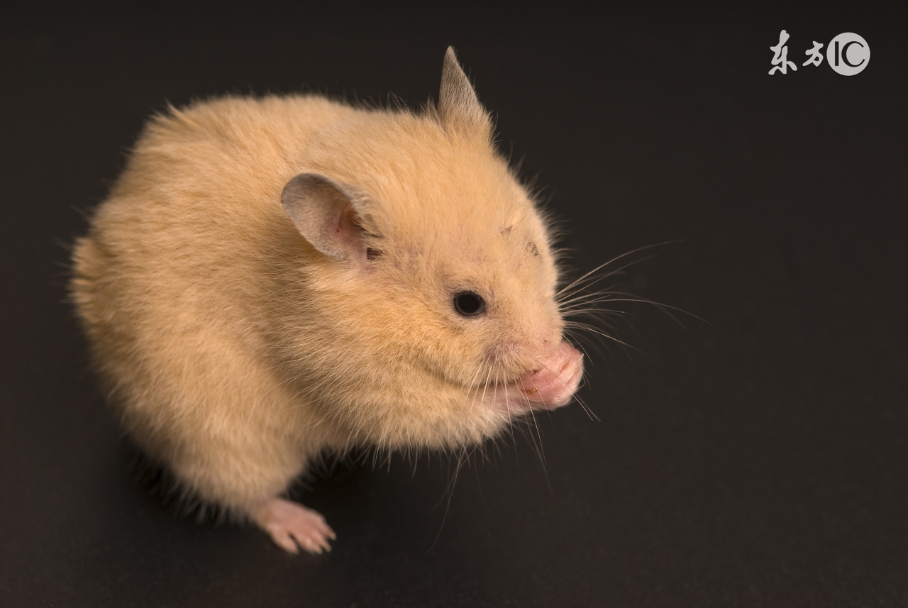 属鼠的性格,属鼠的性格语录