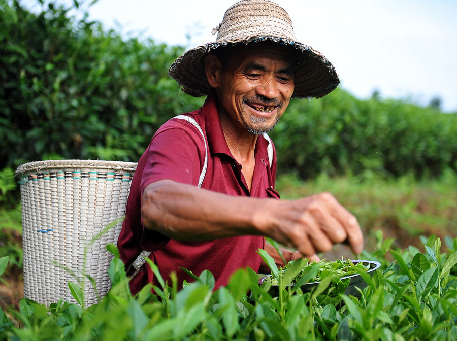 种茶叶的农民,种茶叶农民