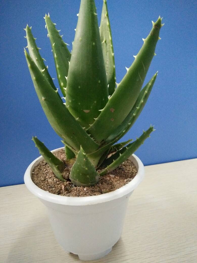 芦荟烂根如何急救,烂根的芦荟可以用活力素兑水泡吗