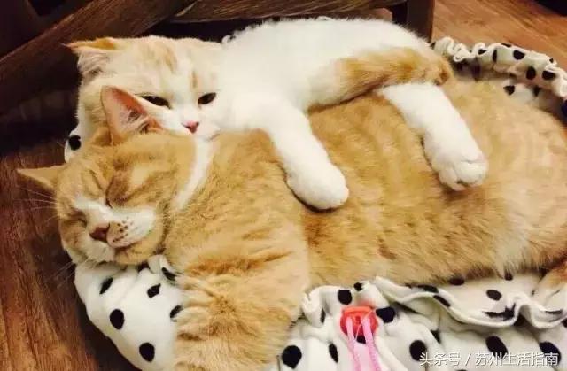 撸猫撸狗好去处苏州,苏州可以撸猫的园