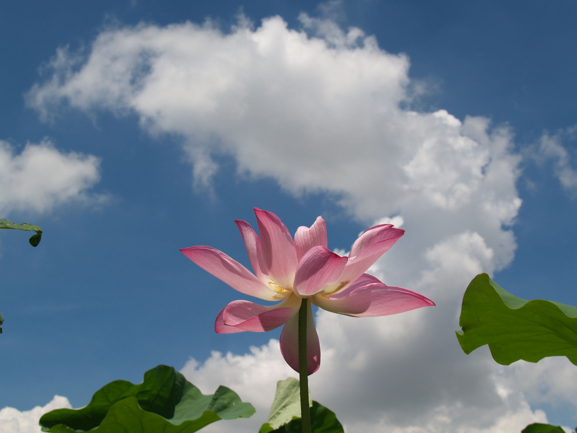 道德经妙解导读与分享,道德经解读大全经典版