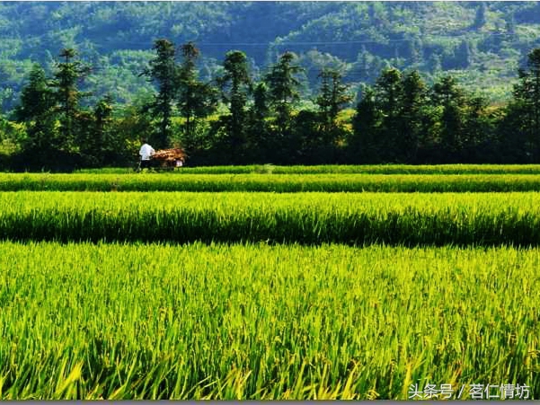 四川最出名雪山景区,四川旅游十大必去景点雪山有哪些