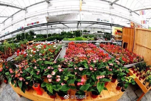 政府垫资入股贫困户享受收益｜长安产业脱贫6到飞起