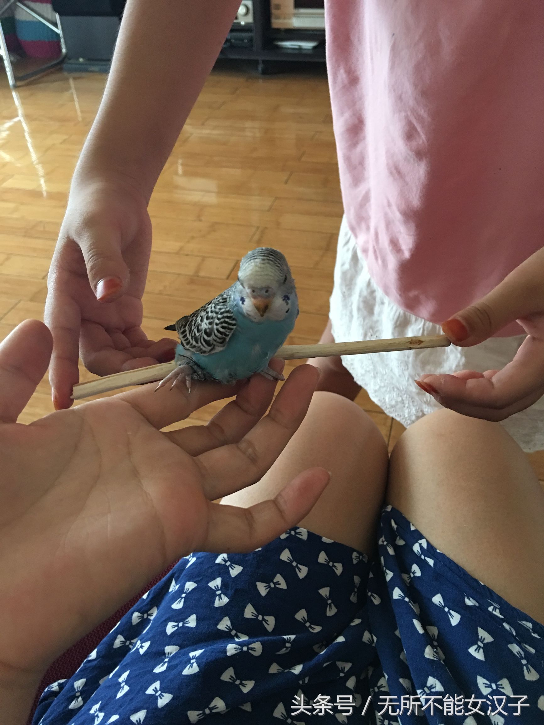 虎皮八字脚矫正几天,八字腿矫正后的鹦鹉