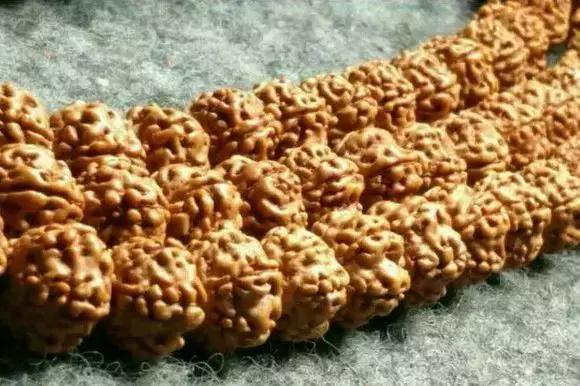 最近直播金刚菩提,金刚菩提水煮变色