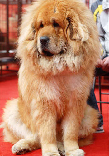 盘点十二星座对应的宠物都是什么,十二星座的专属宠物的图片