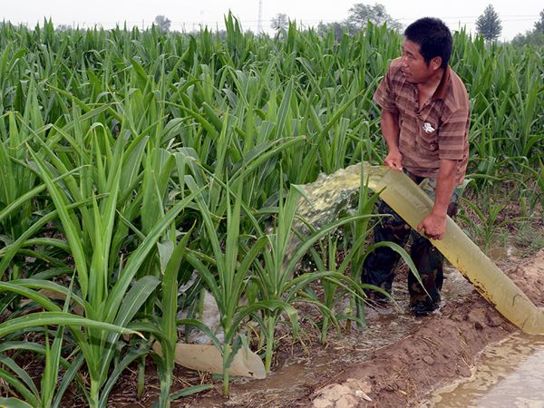高温玉米容易出现药害,玉米药害叶片卷曲怎么办