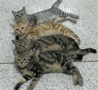 橘猫奇怪睡姿,橘猫睡了一觉