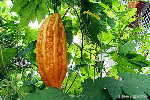 癞葡萄的种植方法和时间,癞葡萄怎么种植