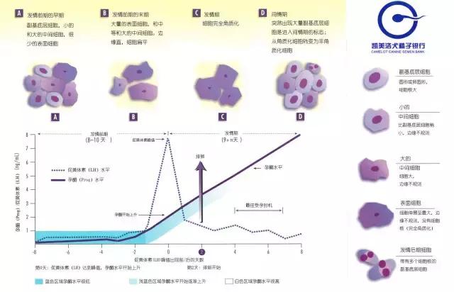 母狗验孕酮时数值多少输精最合适,母狗雌激素怎么测