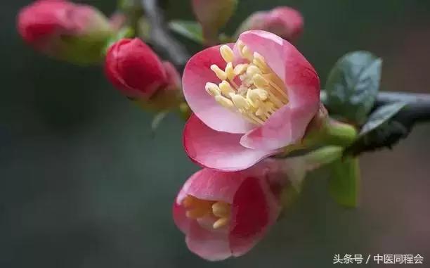 海棠落琼眸的出处,海棠落琼眸解析